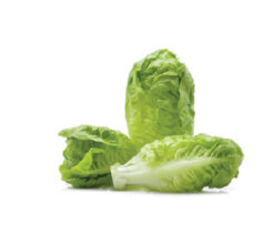 Lettuce Romaine Hearts image
